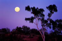 OB107 Full Moon at Sunset, Ghost gum, Outback Australia